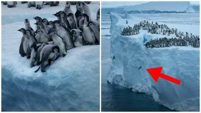 Nič také svet ešte nevidel. Prvýkrát natočili, ako odvážne mláďatá tučniakov skáču z 20-metrového ľadovca