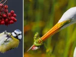 Fotografie zo súťaže Vtáčí fotograf roku 2017 (Bird Photographer of the Year 2017).