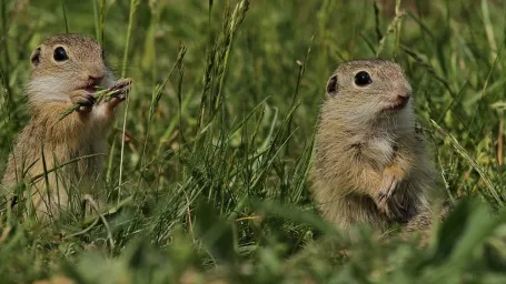 Sysľom sa na Muránskej planine darí.