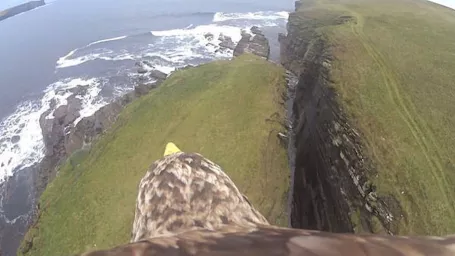 Na snímke let orla morského menom Marra ponad ostrov Brough of Birsay.