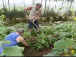 Bezdomovci v Bernátovciach v Oáze – nádej pre nový život, sa počas svojho pobytu  v zariadení venujú aj práci. V skleníkoch pestujú rôznu zeleninu, kvety a starajú sa o domáce zvieratá. Časť vypestovanej zeleniny zúžitkujú pre vlastnú potrebu a prebytočnú predajú na trhu. Bernátovce, 12. júna 2018. 