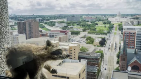 Jeho výkon uchvátil aj desiatky ľudí na ulici a priame vstupy z nebezpečnej vertikálnej púte zvieraťa ponúkali aj niektoré miestne médiá.