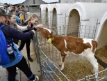 Na snímke žiaci Základnej školy Chtelnica hladkajú teľa počas podujatia Deň otvorených dverí na slovenských farmách v poľnohospodárskom družstve Kočín 22. júna 2018. 