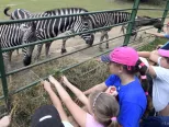 Letný prímestský tábor v ZOO Košice 11. júla 2018. Tábor je zameraný na svet zvierat a ochranu prírody pre deti od šesť do 15 rokov. Na snímke deti pri zebrách. 