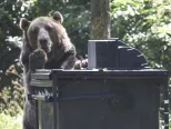 Medveď hnedý testuje novú konštrukciu kontajnera na odpad v košickej ZOO 12. júla 2018.