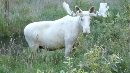 Vo Švédsku objavili vzácneho bieleho losa.