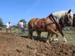 Na snímke účastníci majstrovstiev Slovenska v orbe konskými dvojzáprahmi jednoradličným pluhom v obci Senohrad 8. augusta 2018. 