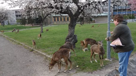 Muflóny sú už na pracovníkov nemocníc zvyknuté. Dovolia im aj poškrabkať.