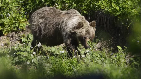 Na snímke medveď hnedý v doline Zadné Meďodoly