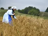 Na snímke práca na poli s obilím počas Dožiniek, v rámci ktorých folkloristi predviedli ukážky tradičnej žatvy a mlatby v rekreačnom areáli Padelky v Turej Lúke na Myjave, 11. augusta 2018 