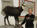 Na snímke  pri novom exponáte kamzíka Ing. Barbara Chovancová, PhD. , zoologička Výskumnej stanice ŠL TANAPu a kurátorka zoologických zbierok múzea TANAPu vysvetľuje, že všetky nové exponáty zvierat pochádzajú z prirodzených úhynov.