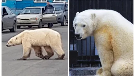 Zachránený medveď je už v dobrej kondícii a dostal aj nové meno.