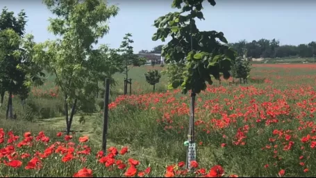 Výsadba stromov a kríkov medzi poliami  pomáha v boji so suchom a eróziou.