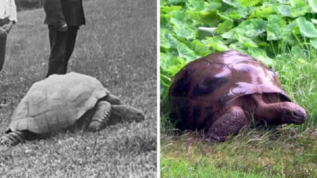 Johnatan patrí k najstarším korytnačkám na svete.