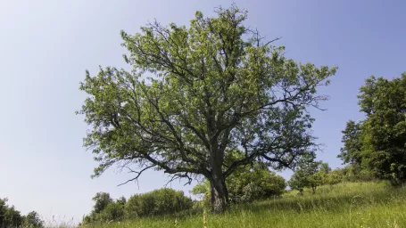 Krásna Oskoruša domáca