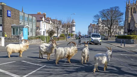 Stádo kôz na severe Walesu počas koronavírusovej pandémie