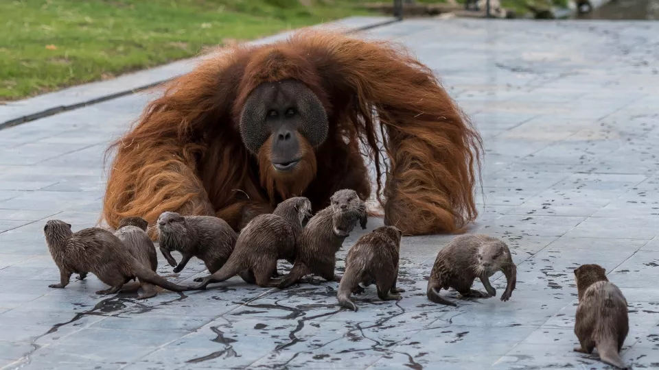 V belgickej zoo vzniklo nezvyčajné, no krásne priateľstvo.