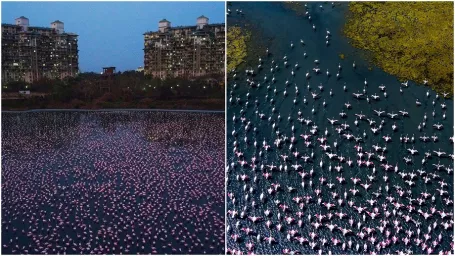 Krásne „ružové divadlo“, za ktoré môže pravdepodobne nečinnosť ľudí.