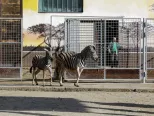 Na snímke chovateľ vypúšťa do výbehu zebry Chapmanove v bratislavskej ZOO