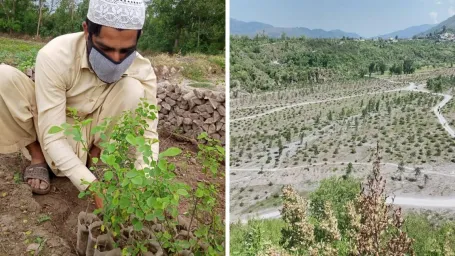 Pakistanci, ktorí kvôli koronavírusovým opatreniam prišli o prácu, dostali možnosť zarobiť si sadením stromčekov.