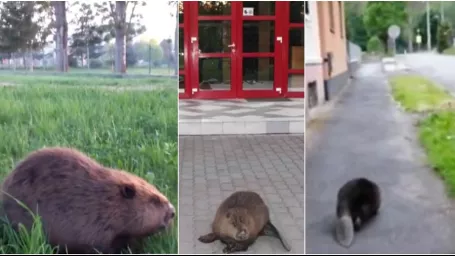 Nejeden Humenčan je v týchto dňoch svedkom takéhoto zvláštneho zvieracieho výjavu.