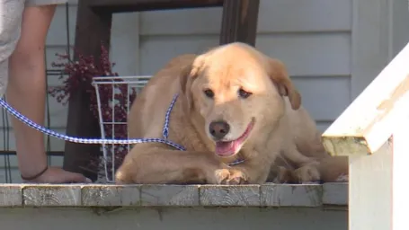 Labrador týždeň putoval, aby sa dostal domov.