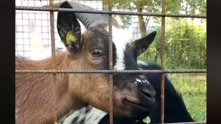 O zeleň pri jazere Rohlík sa starajú aj mestské kozy Wendy a Líza