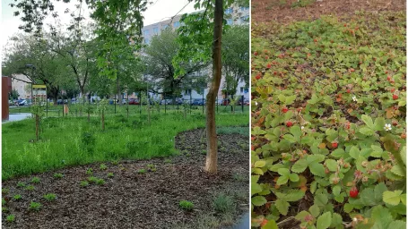 Občania sa môžu pochváliť ovocným sadom uprostred sídliska.