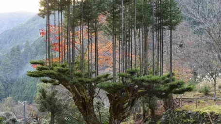 Neuveriteľná japonská technika daisugi.