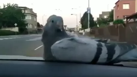 Policajtom si sadol na služobné auto holub, ktorý si cestu užíval.