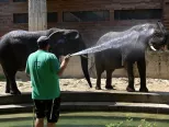 Zamestnanec ZOO sprchuje slonice počas horúceho dňa.