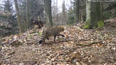 Vzácnu šelmu odhalili fotopasce, odborníci prosia o pomoc