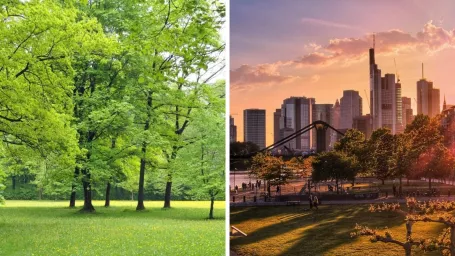 Frankfurt už nechce prichádzať o lesy. Vysadí nové druhy, ktoré prežijú aj v suchu.