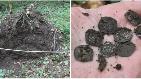 Poklad stredovekých strieborných mincí našiel turista na výlete pri Piešťanoch