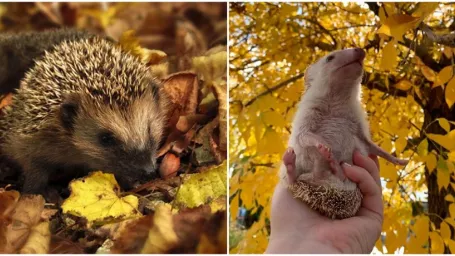 V tomto období môžeme v tráve pozorovať ježkov.