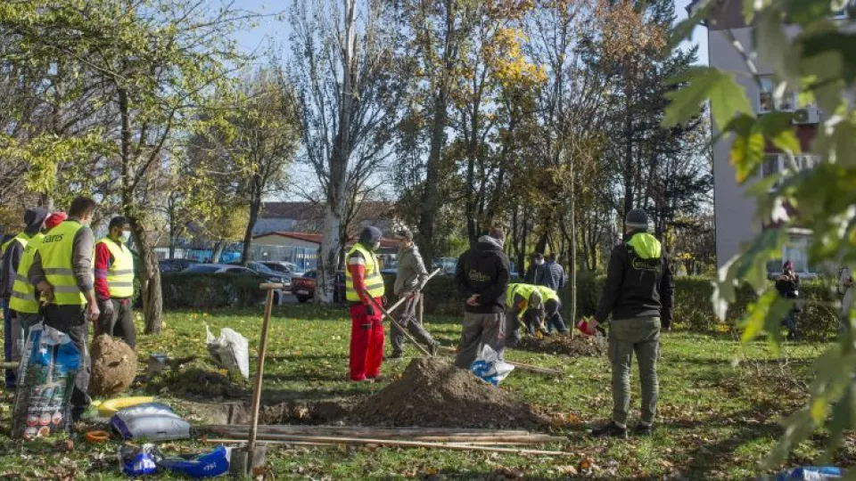 Na snímke prvé jesenné sadenie stromov v rámci projektu 10 000 stromov v bratislavskej Rači