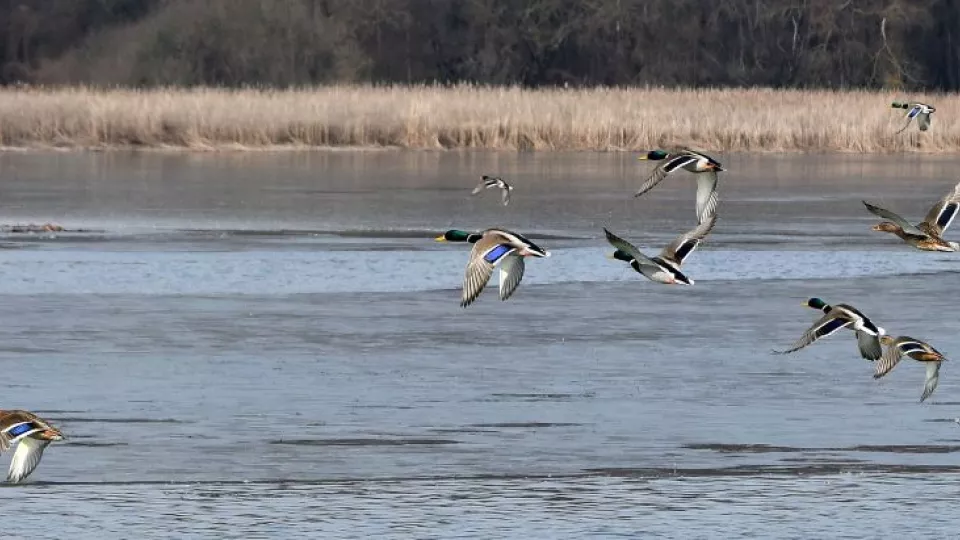 Na snímke kačice divé (Anas platyrhynchos) letia nad rovnomennou vodnouj nádržou pri obci Malá Domaša