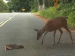 Dojemné video ihneď roztopilo srdce mnohým.