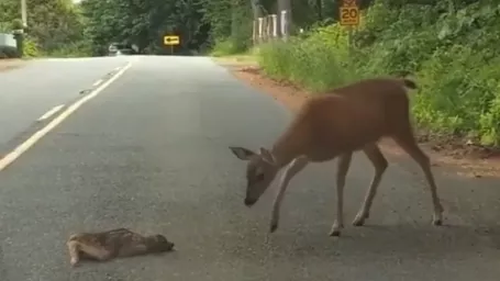 Dojemné video ihneď roztopilo srdce mnohým.