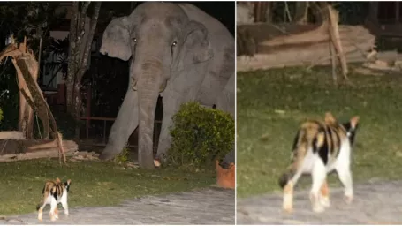 Simba sa nezľakne ani slona. Je výbornou strážkyňou.