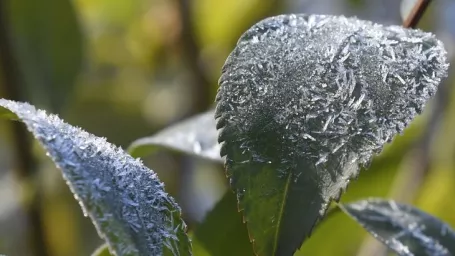 Na snímke námraza na listoch v Košiciach v nedeľu 22. novembra.