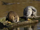 Dievča kŕmi nutriu pri jazierku v obci Skačany.