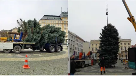 Staré Mesto už má vianočný stromček