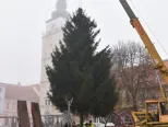 Snímka z osadenia vianočného stromu na Trojičnom námestí v Trnave