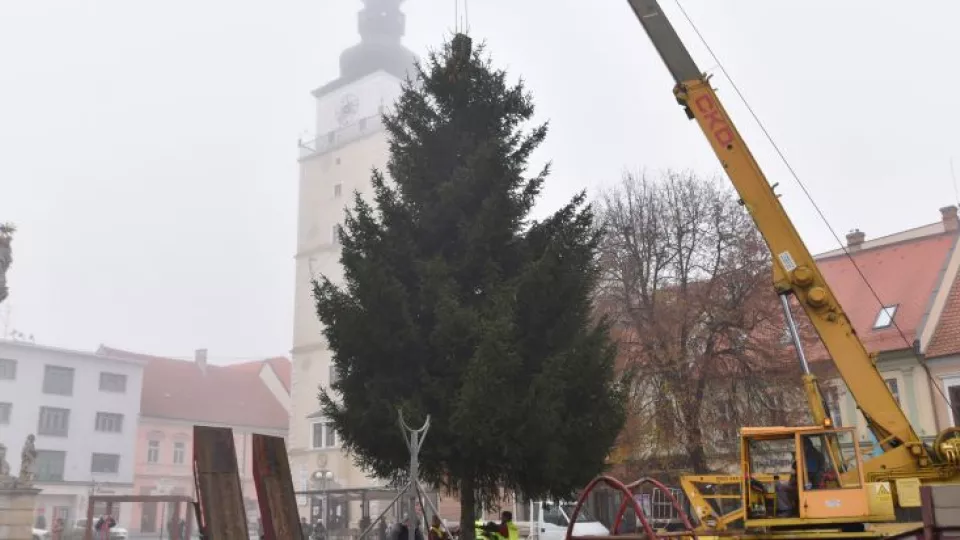 Snímka z osadenia vianočného stromu na Trojičnom námestí v Trnave