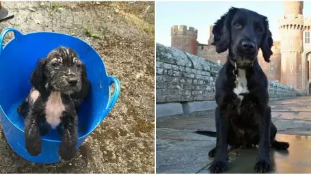 Badger bol vysilený a v zúboženom stave. Takto ho našli dobrovoľníci z útulku (vpravo), dnes však už vyzerá oveľa lepšie.