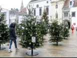 Na snímke Vianočný les, ktorý tento rok zdobil Hlavné námestie v Bratislave.