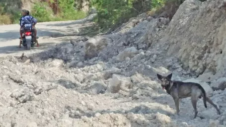 Neodbytný psík zachránil život novorodenému dieťaťu.