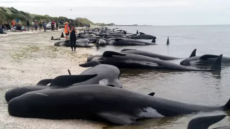 Veľryby uviaznuté na pobreží Nového Zélandu.