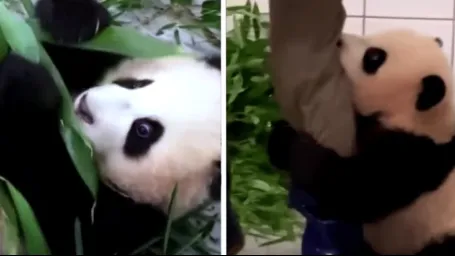 Rozkošná panda je hitom internetu